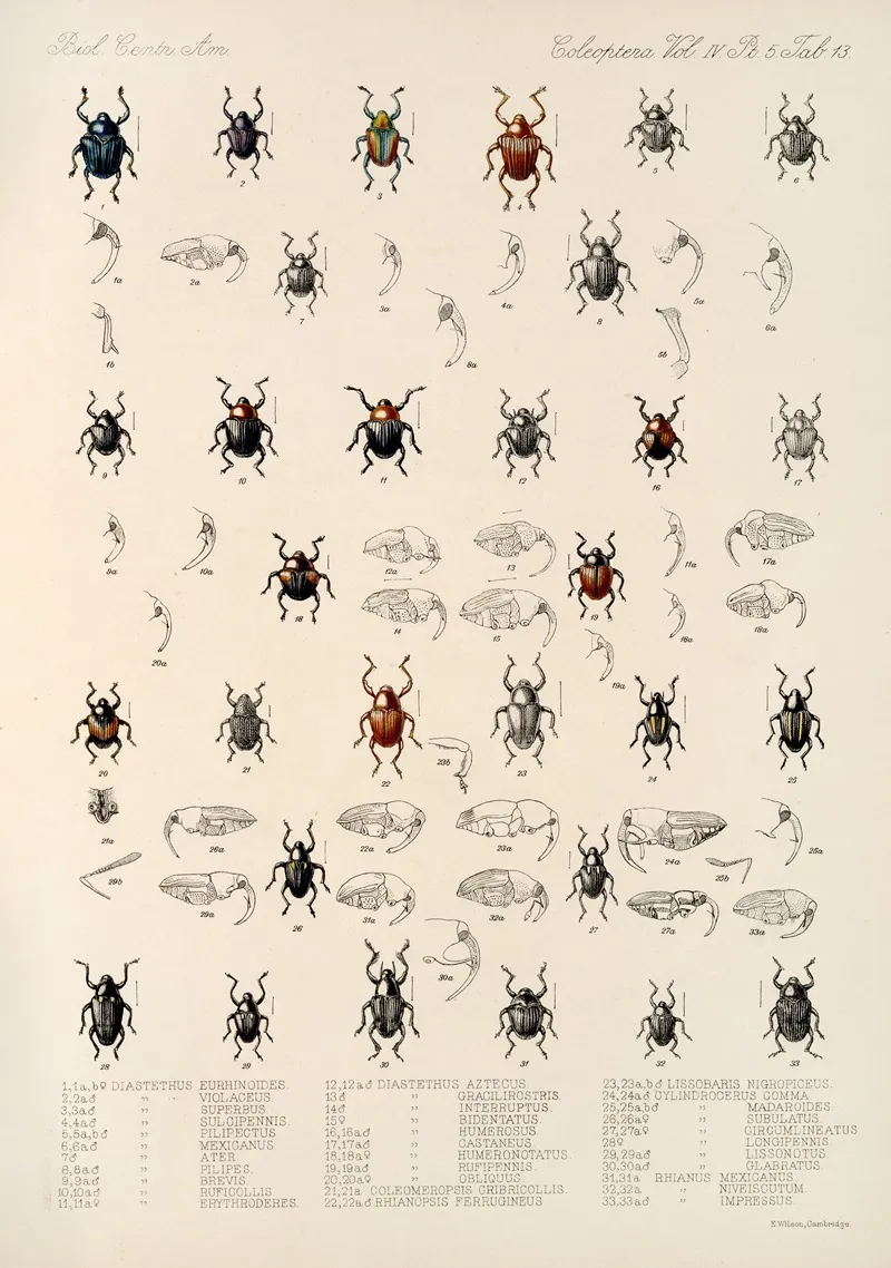 Insecta Coleoptera Pl 187 Wall Art by Frederick DuCane Godman - High-Resolution Digital Print