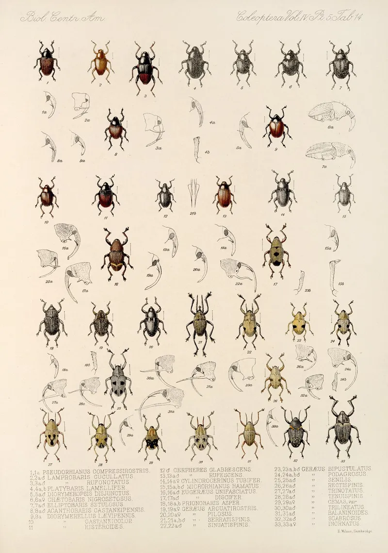 Insecta Coleoptera Pl 188 Wall Art by Frederick DuCane Godman - High-Resolution Digital Print