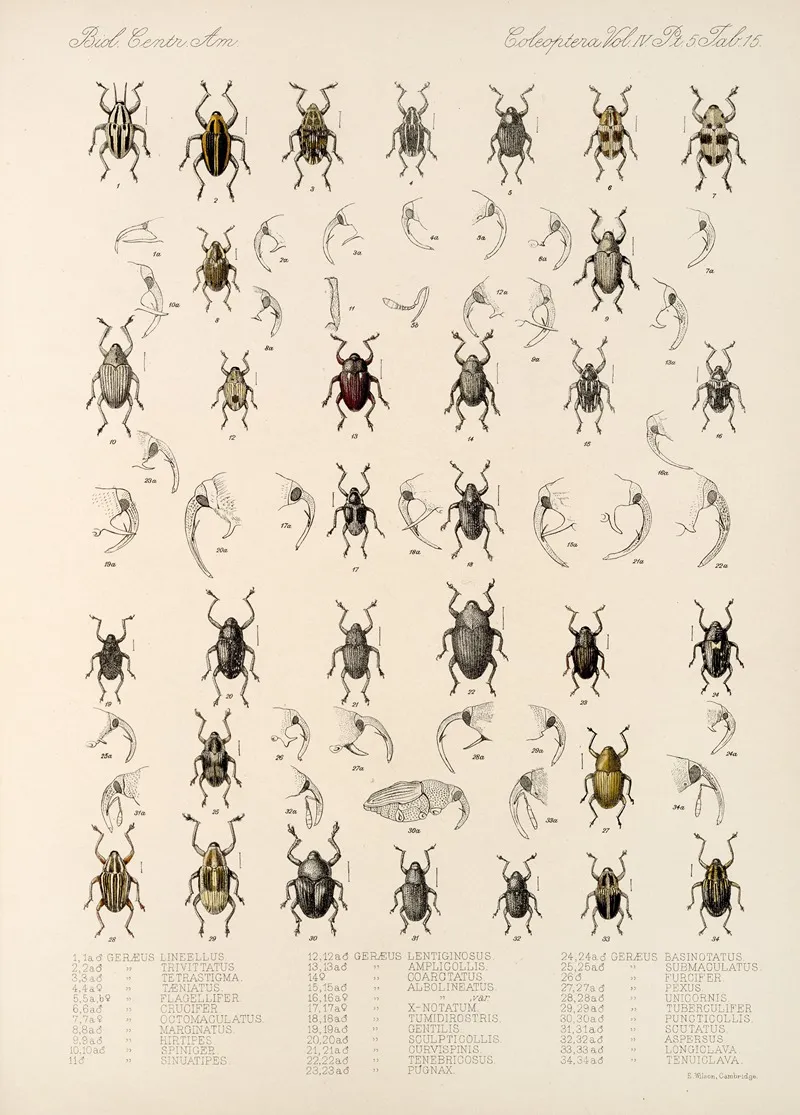 Insecta Coleoptera Pl 189 Wall Art by Frederick DuCane Godman - High-Resolution Digital Print