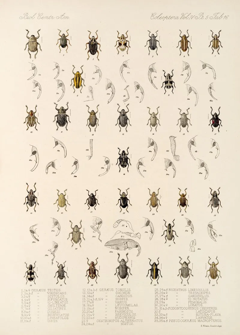 Insecta Coleoptera Pl 190 Wall Art by Frederick DuCane Godman - High-Resolution Digital Print