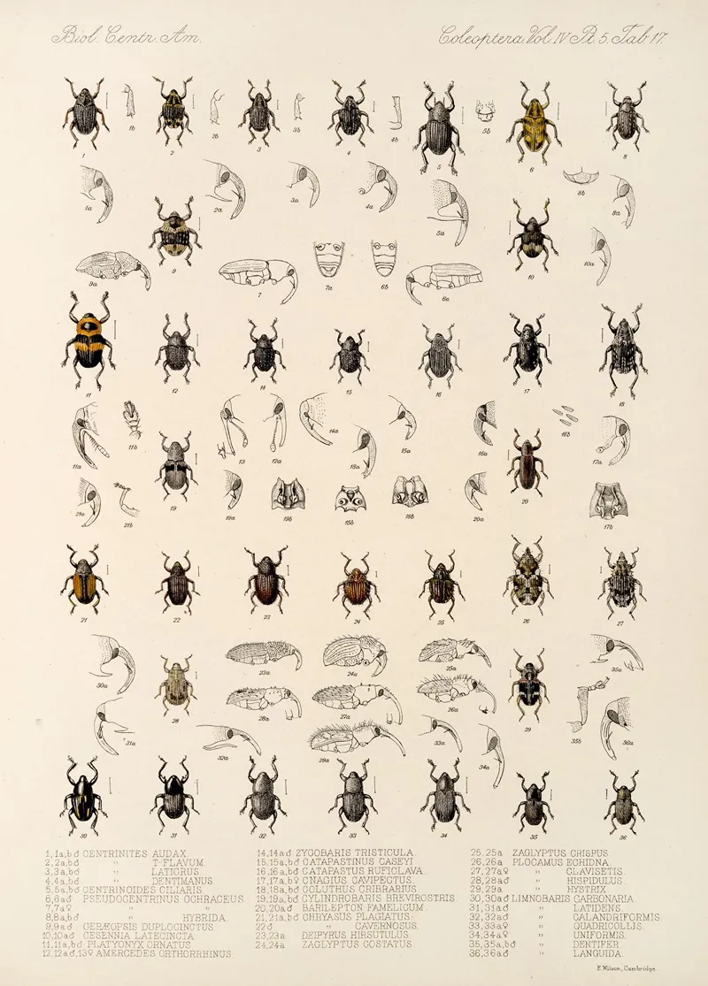 Insecta Coleoptera Pl 191 Wall Art by Frederick DuCane Godman - High-Resolution Digital Print