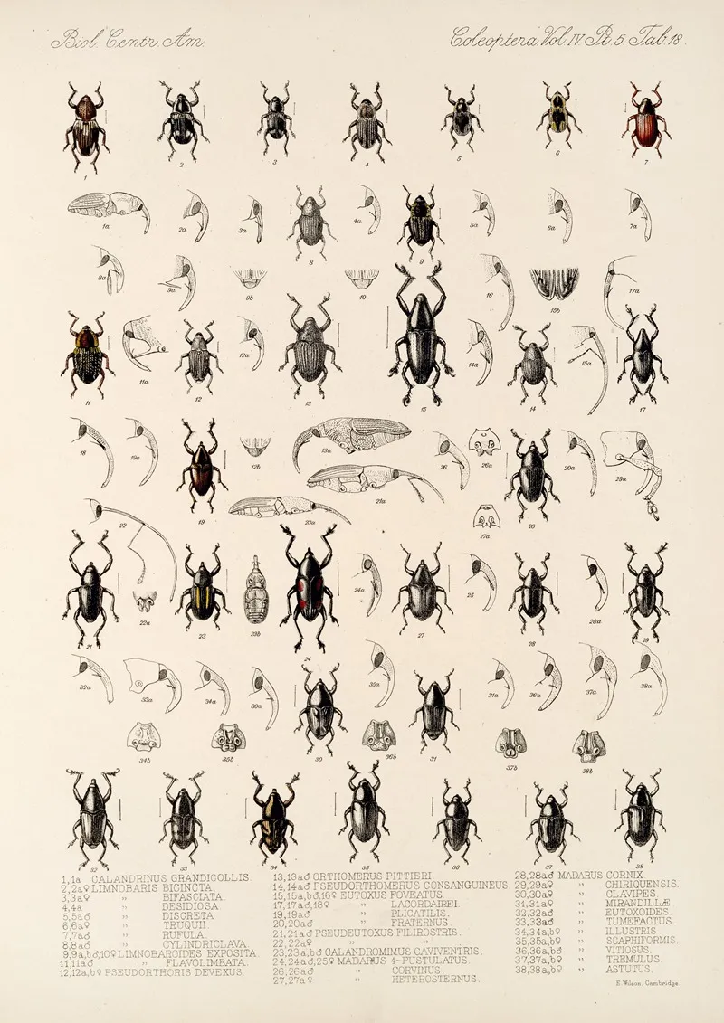 Insecta Coleoptera Pl 192 Wall Art by Frederick DuCane Godman - High-Resolution Digital Print