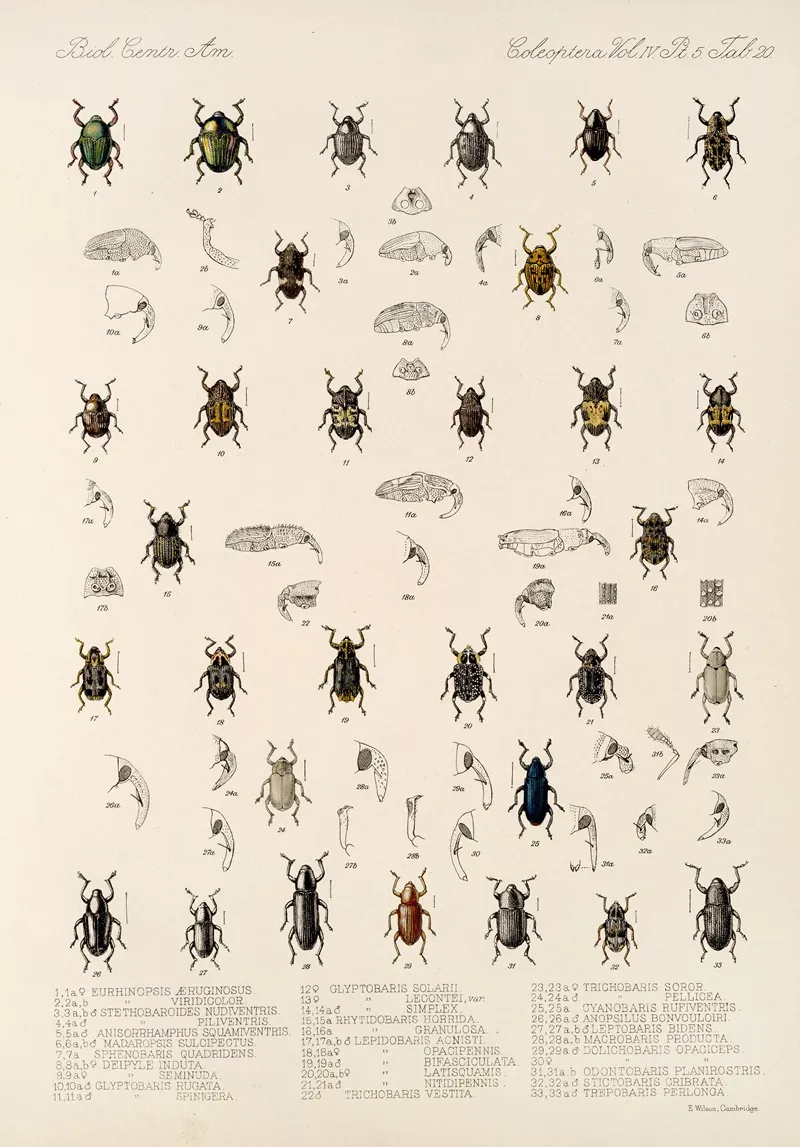 Insecta Coleoptera Pl 194 Wall Art by Frederick DuCane Godman - High-Resolution Digital Print