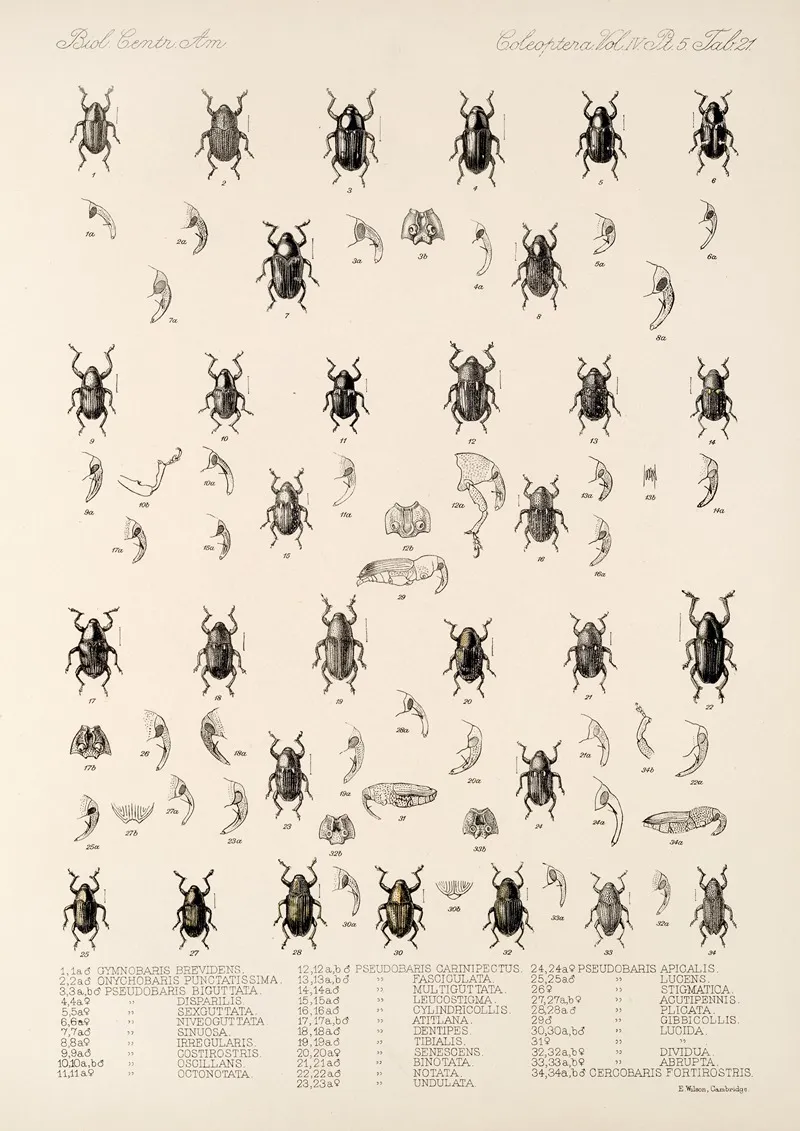Insecta Coleoptera Pl 195 Wall Art by Frederick DuCane Godman - High-Resolution Digital Print