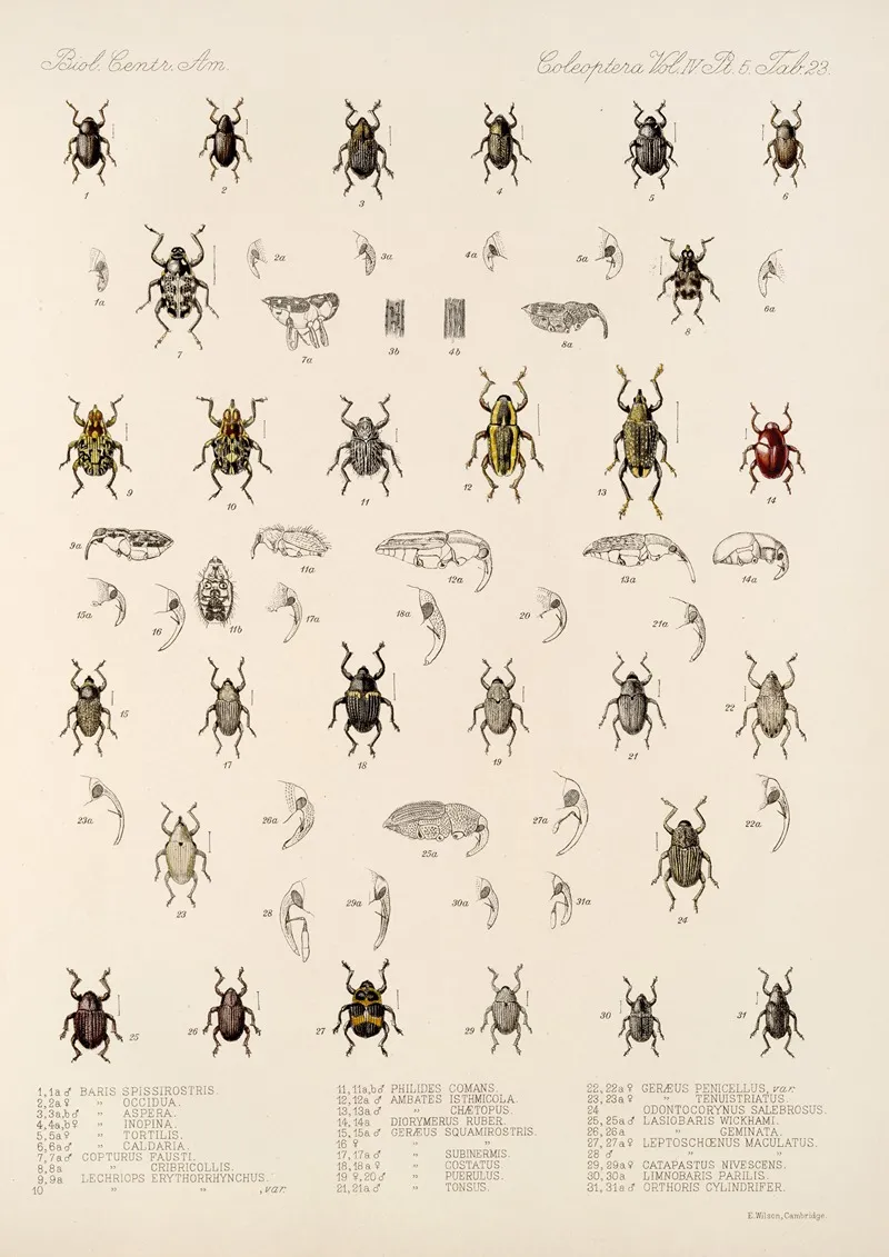 Insecta Coleoptera Pl 197 Wall Art by Frederick DuCane Godman - High-Resolution Digital Print