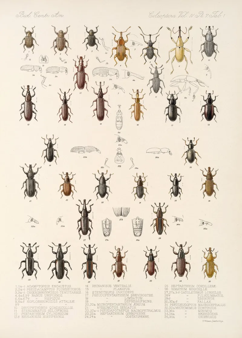 Insecta Coleoptera Pl 198 Wall Art by Frederick DuCane Godman - High-Resolution Digital Print