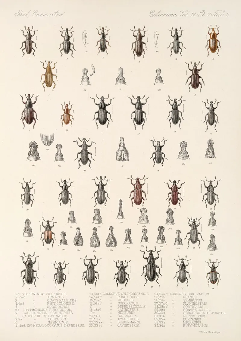 Insecta Coleoptera Pl 199 Wall Art by Frederick DuCane Godman - High-Resolution Digital Print