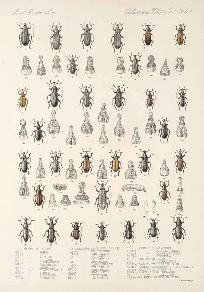 Insecta Coleoptera Pl 200 Wall Art by Frederick DuCane Godman - High-Resolution Digital Print