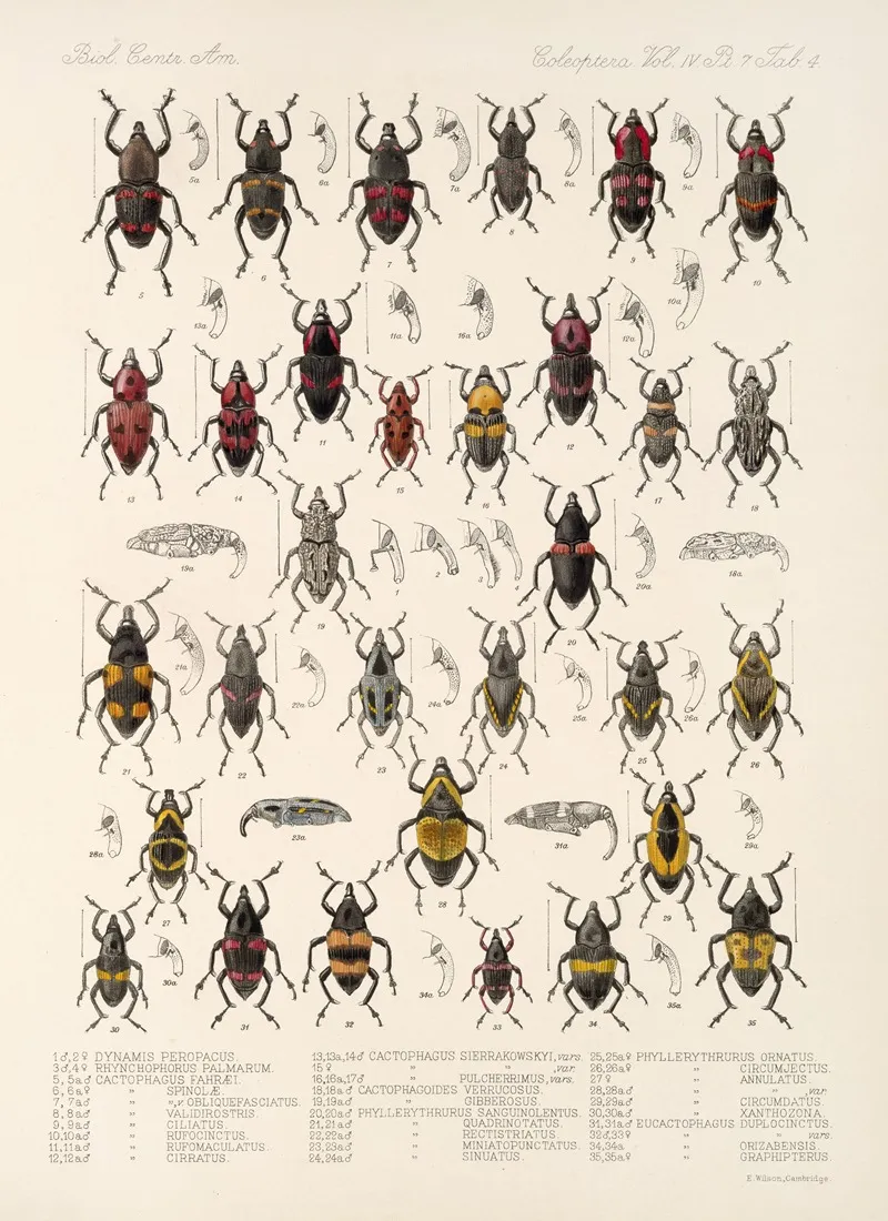 Insecta Coleoptera Pl 201 Wall Art by Frederick DuCane Godman - High-Resolution Digital Print