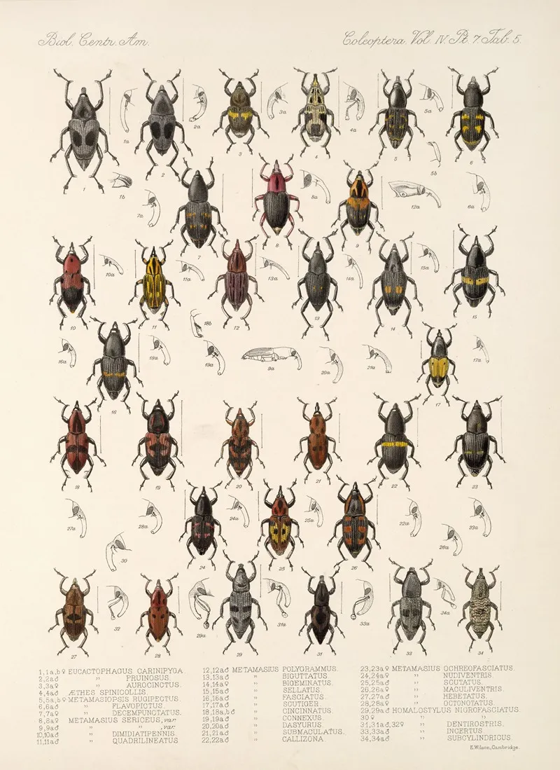 Insecta Coleoptera Pl 202 Wall Art by Frederick DuCane Godman - High-Resolution Digital Print