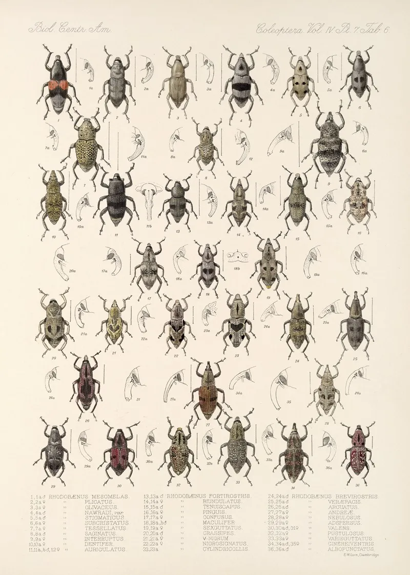 Insecta Coleoptera Pl 203 Wall Art by Frederick DuCane Godman - High-Resolution Digital Print