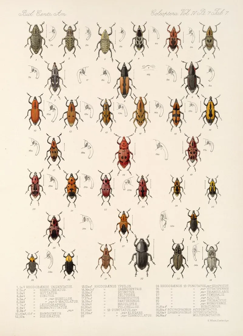 Insecta Coleoptera Pl 204 Wall Art by Frederick DuCane Godman - High-Resolution Digital Print