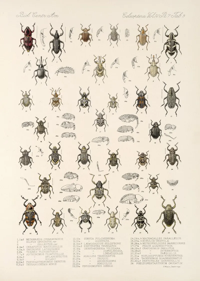 Insecta Coleoptera Pl 206 Wall Art by Frederick DuCane Godman - High-Resolution Digital Print