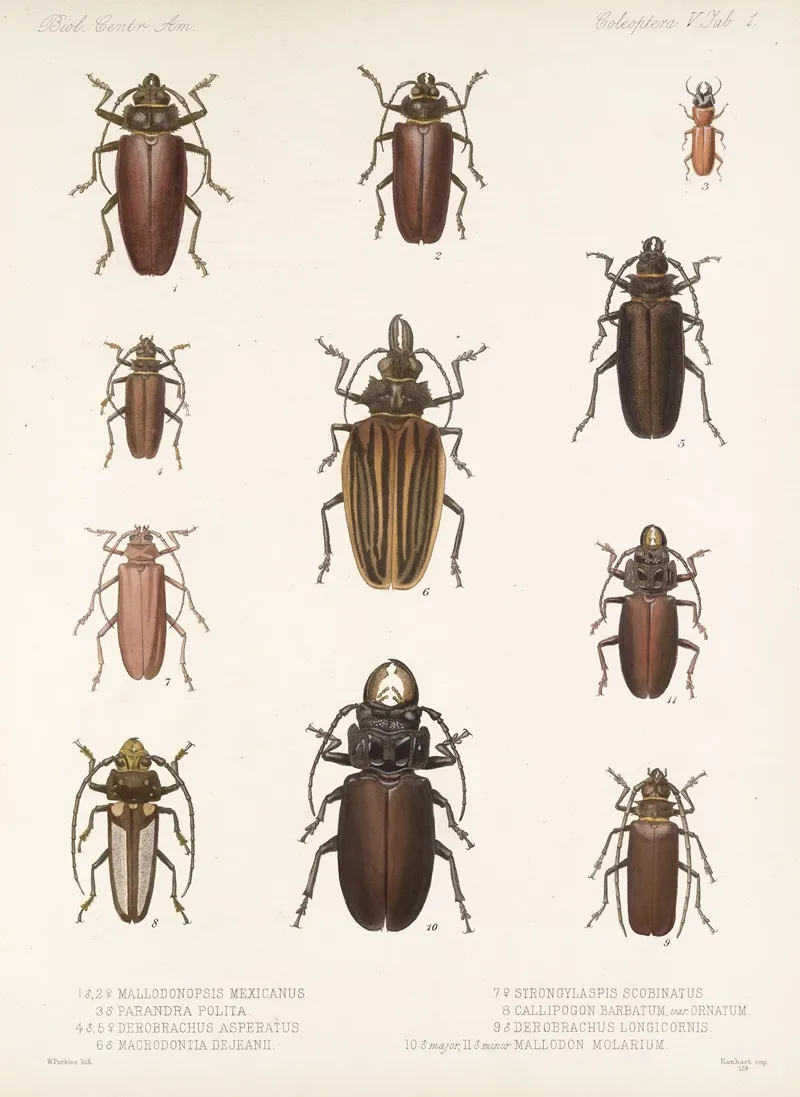 Insecta Coleoptera Pl 207 Wall Art by Frederick DuCane Godman - High-Resolution Digital Print