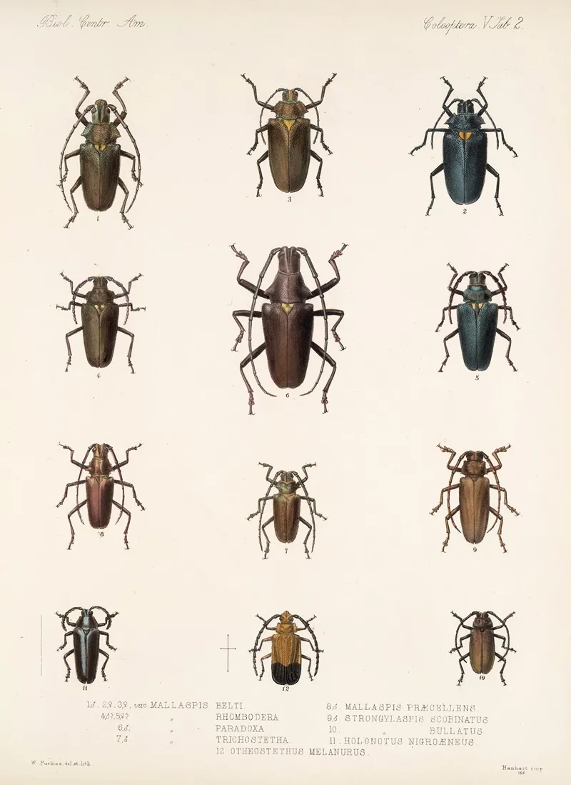 Insecta Coleoptera Pl 208 Wall Art by Frederick DuCane Godman - High-Resolution Digital Print