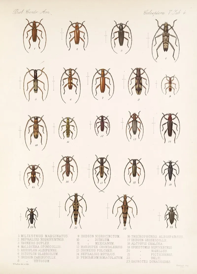 Insecta Coleoptera Pl 210 Wall Art by Frederick DuCane Godman - High-Resolution Digital Print