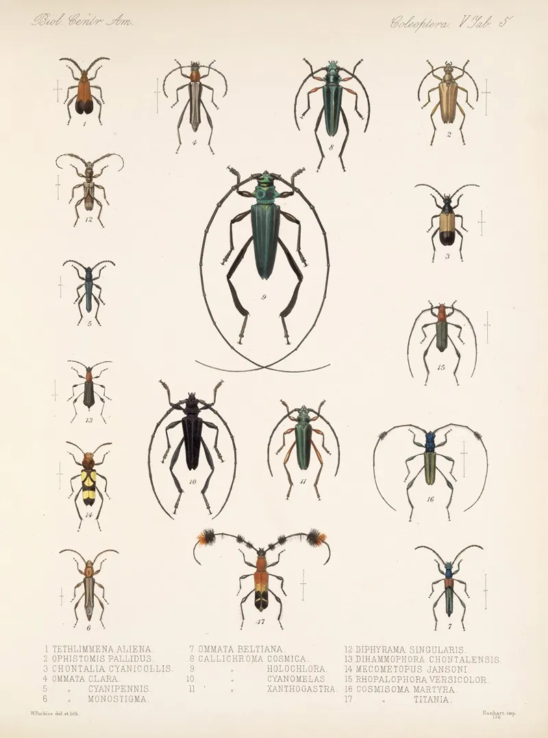 Insecta Coleoptera Pl 211 Wall Art by Frederick DuCane Godman - High-Resolution Digital Print