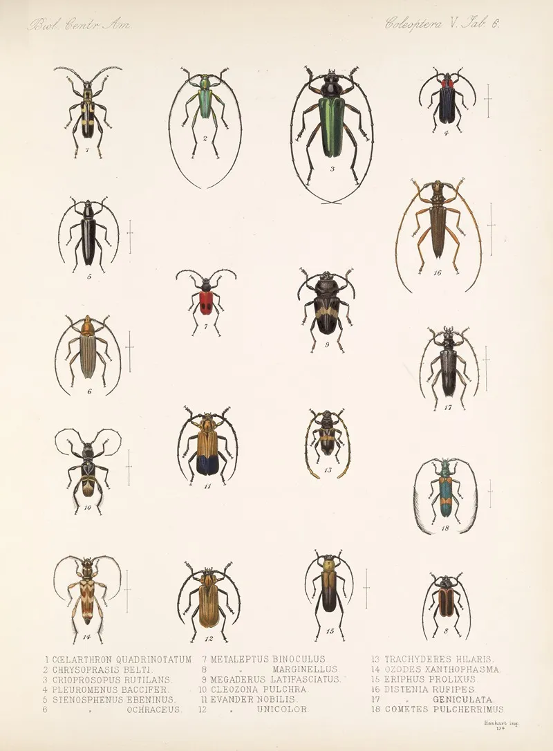 Insecta Coleoptera Pl 212 Wall Art by Frederick DuCane Godman - High-Resolution Digital Print
