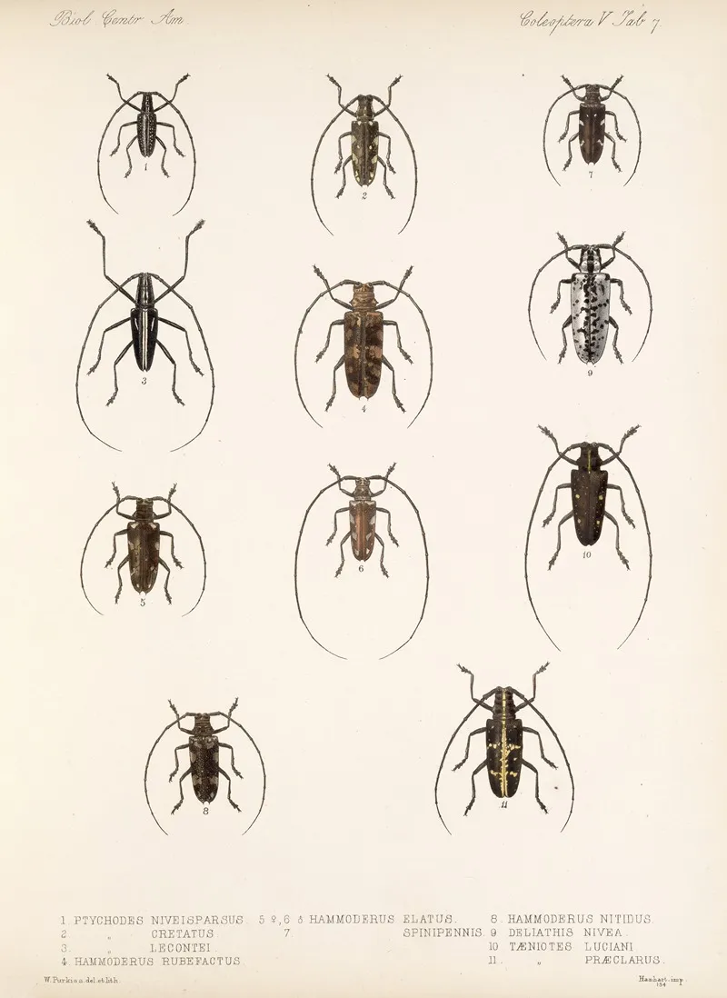 Insecta Coleoptera Pl 213 Wall Art by Frederick DuCane Godman - High-Resolution Digital Print