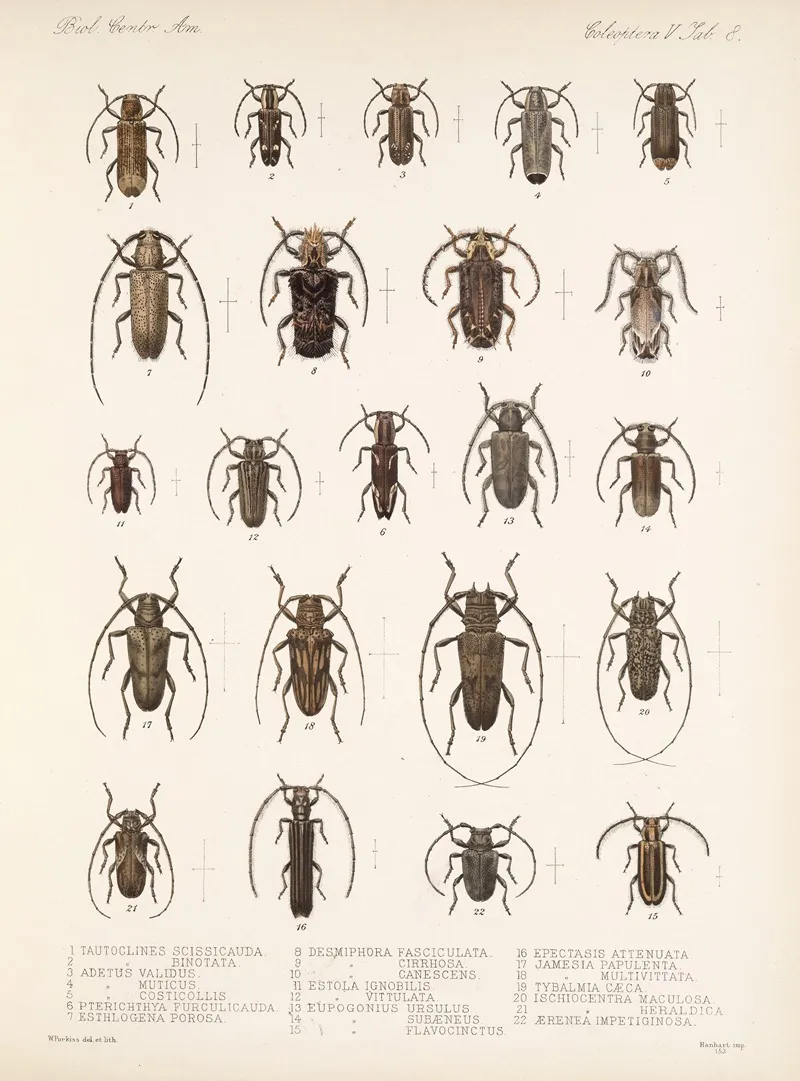 Insecta Coleoptera Pl 214 Wall Art by Frederick DuCane Godman - High-Resolution Digital Print