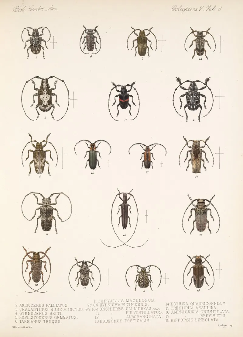 Insecta Coleoptera Pl 215 Wall Art by Frederick DuCane Godman - High-Resolution Digital Print