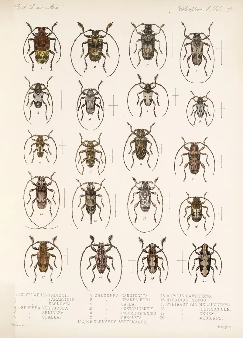 Insecta Coleoptera Pl 216 Wall Art by Frederick DuCane Godman - High-Resolution Digital Print