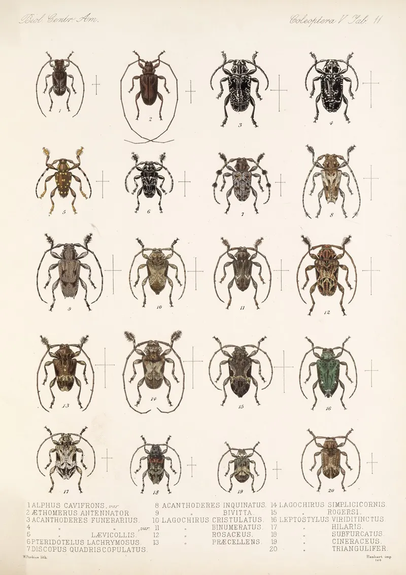 Insecta Coleoptera Pl 217 Wall Art by Frederick DuCane Godman - High-Resolution Digital Print