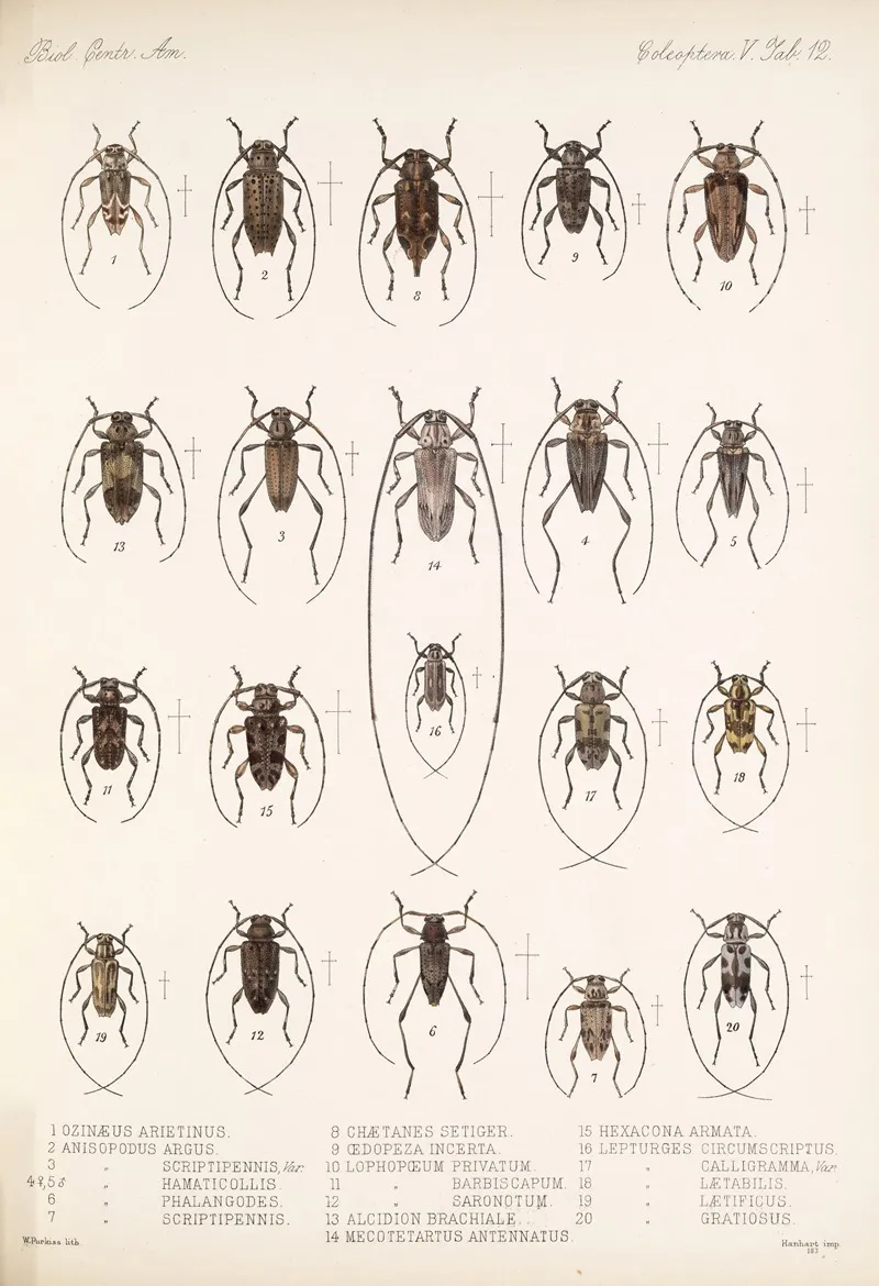 Insecta Coleoptera Pl 218 Wall Art by Frederick DuCane Godman - High-Resolution Digital Print