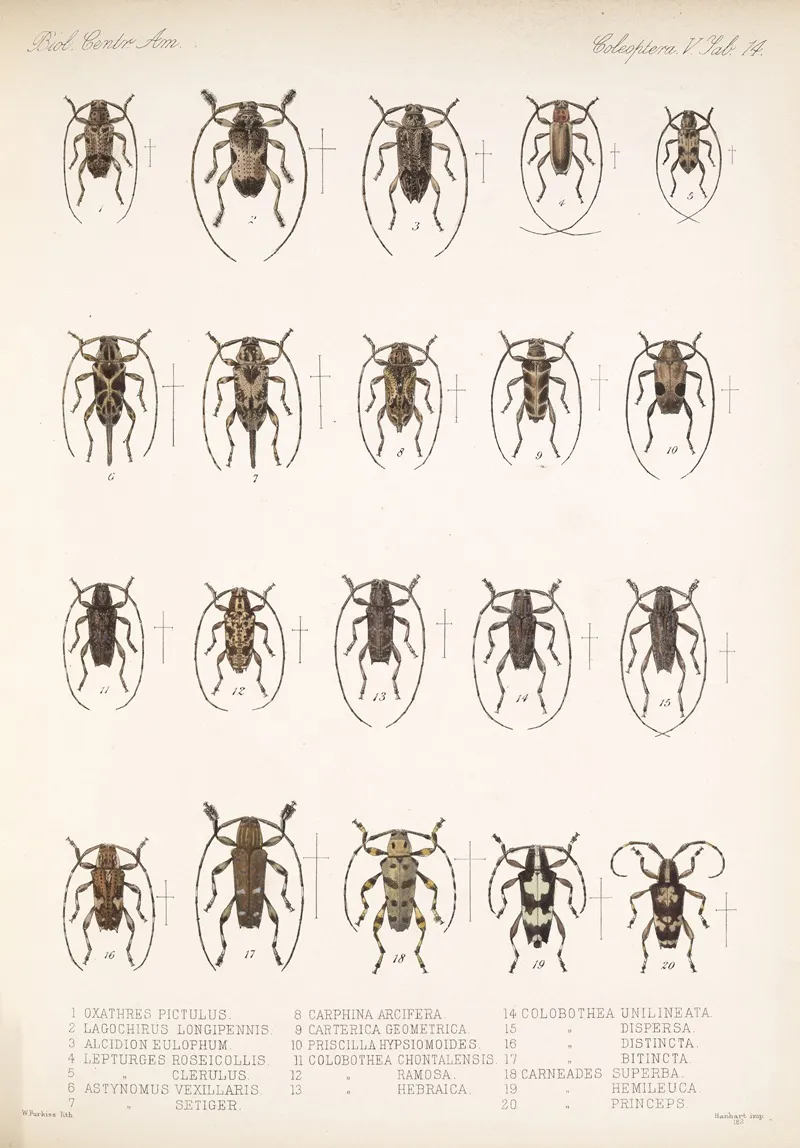 Insecta Coleoptera Pl 220 Wall Art by Frederick DuCane Godman - High-Resolution Digital Print