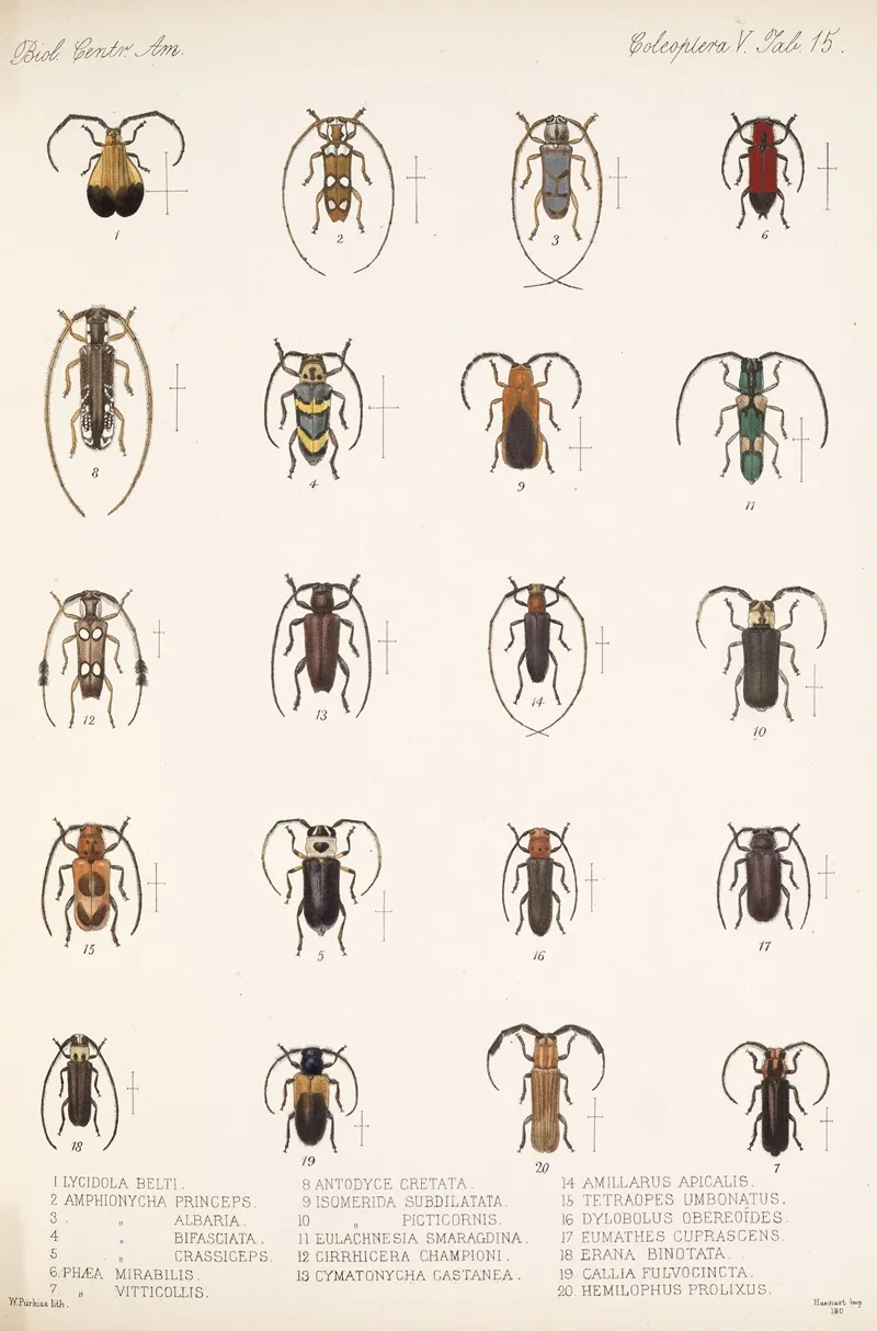 Insecta Coleoptera Pl 221 Wall Art by Frederick DuCane Godman - High-Resolution Digital Print