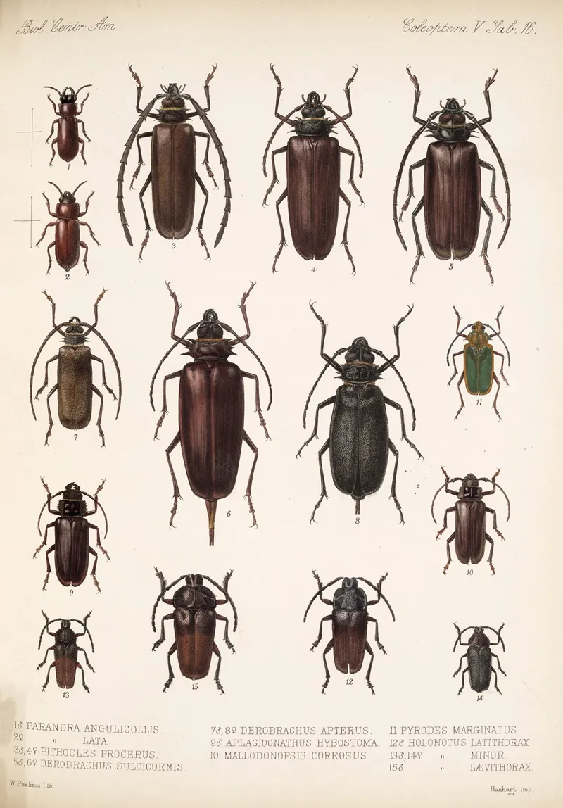 Insecta Coleoptera Pl 222 Wall Art by Frederick DuCane Godman - High-Resolution Digital Print