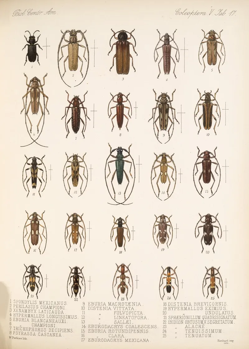 Insecta Coleoptera Pl 223 Wall Art by Frederick DuCane Godman - High-Resolution Digital Print