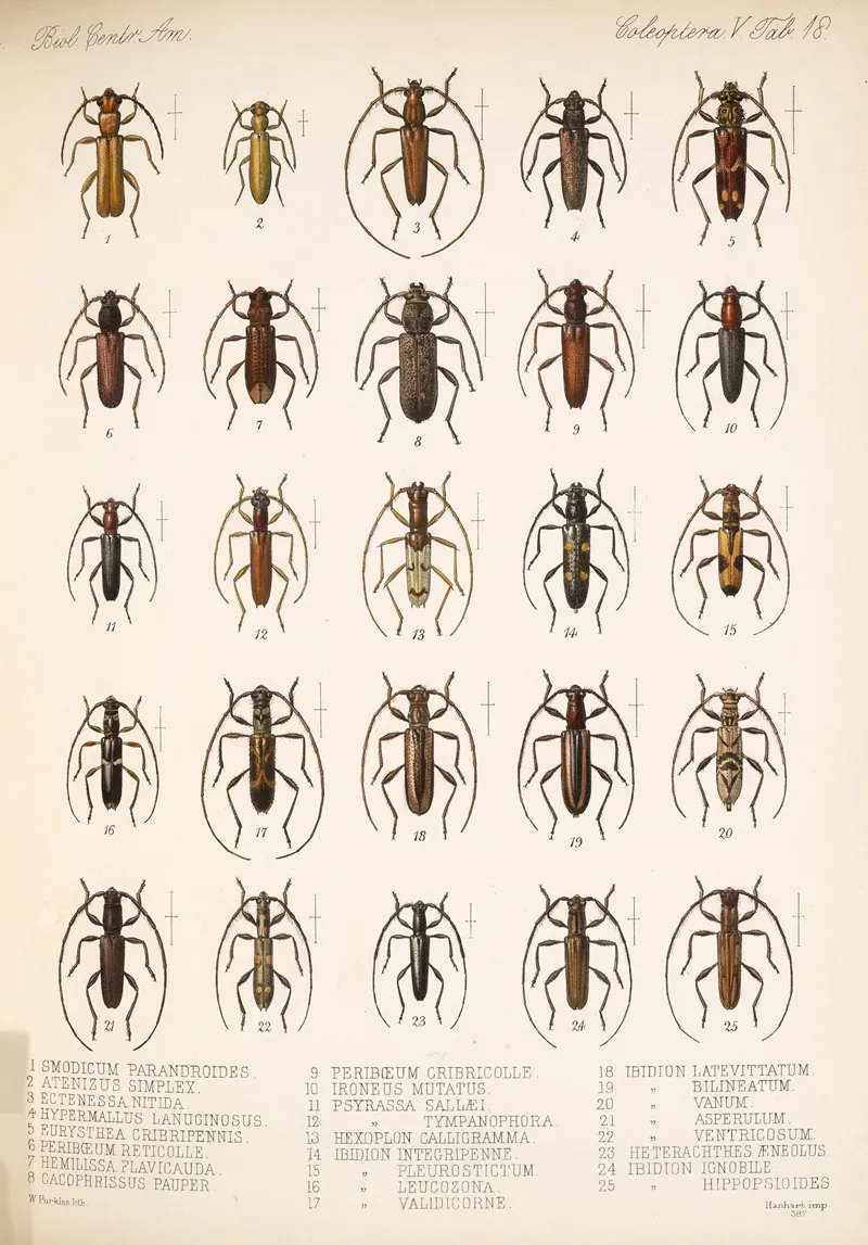 Insecta Coleoptera Pl 224 Wall Art by Frederick DuCane Godman - High-Resolution Digital Print