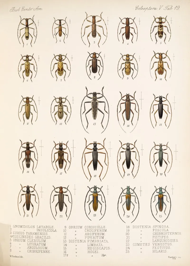 Insecta Coleoptera Pl 225 Wall Art by Frederick DuCane Godman - High-Resolution Digital Print