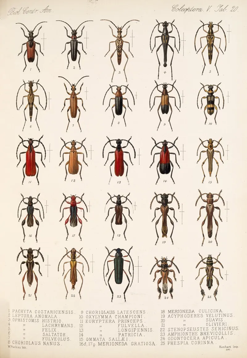 Insecta Coleoptera Pl 226 Wall Art by Frederick DuCane Godman - High-Resolution Digital Print