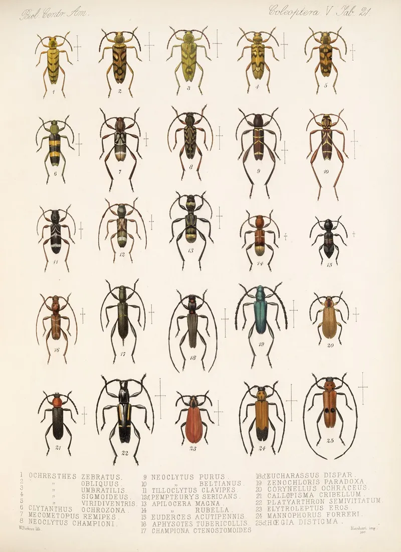 Insecta Coleoptera Pl 227 Wall Art by Frederick DuCane Godman - High-Resolution Digital Print