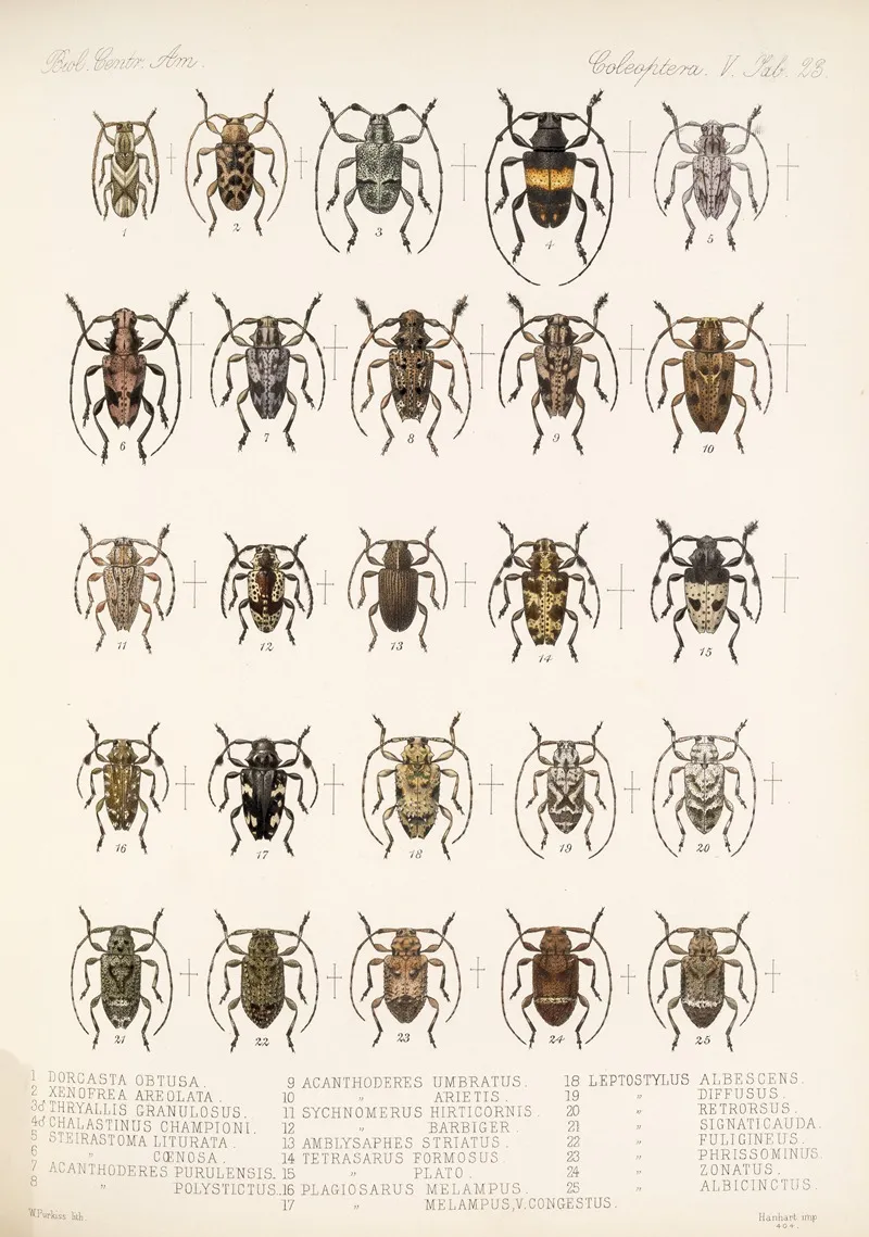 Insecta Coleoptera Pl 229 Wall Art by Frederick DuCane Godman - High-Resolution Digital Print