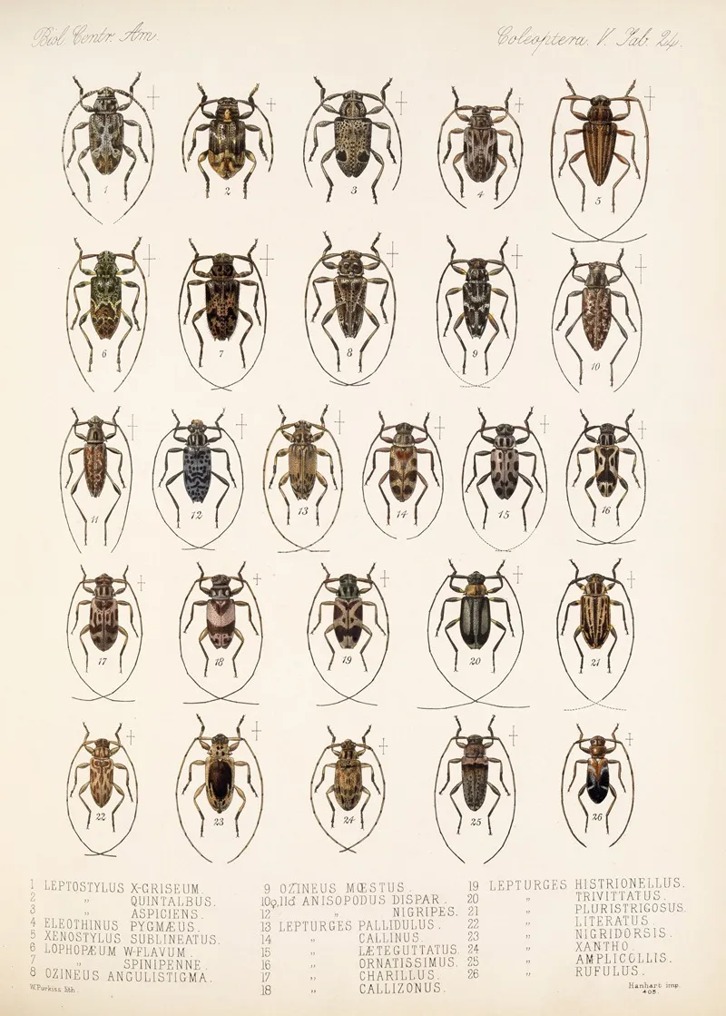 Insecta Coleoptera Pl 230 Wall Art by Frederick DuCane Godman - High-Resolution Digital Print