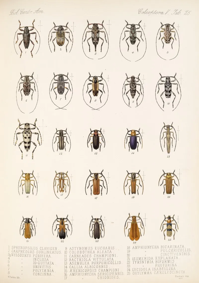 Insecta Coleoptera Pl 231 Wall Art by Frederick DuCane Godman - High-Resolution Digital Print