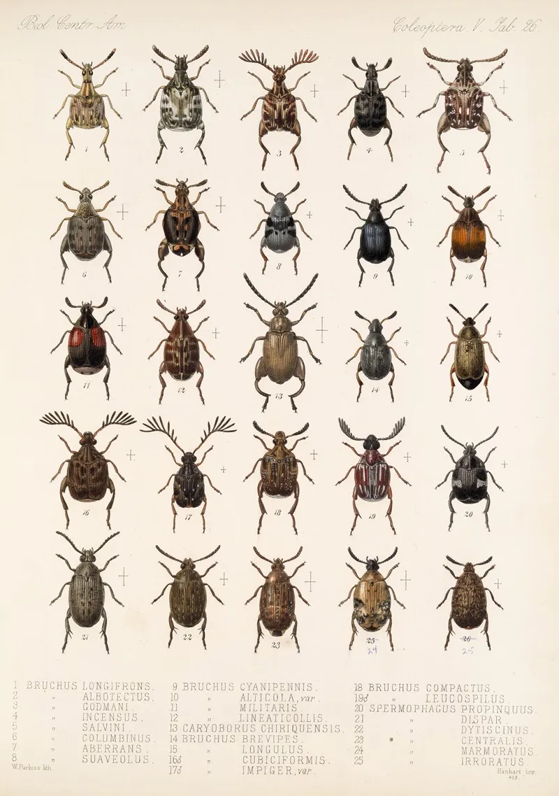 Insecta Coleoptera Pl 232 Wall Art by Frederick DuCane Godman - High-Resolution Digital Print