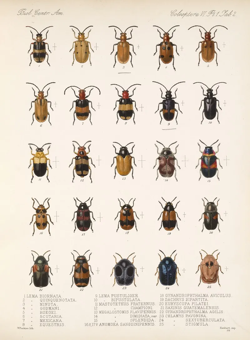 Insecta Coleoptera Pl 234 Wall Art by Frederick DuCane Godman - High-Resolution Digital Print