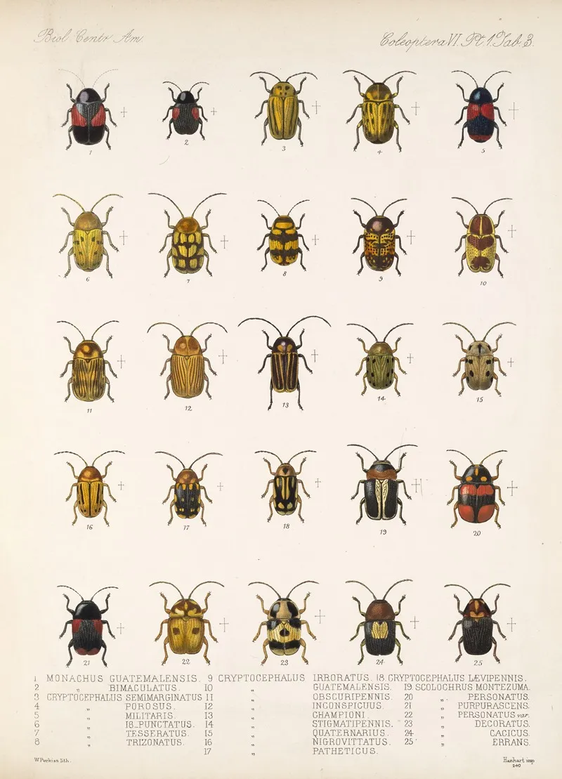 Insecta Coleoptera Pl 235 Wall Art by Frederick DuCane Godman - High-Resolution Digital Print