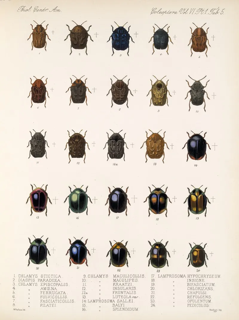 Insecta Coleoptera Pl 237 Wall Art by Frederick DuCane Godman - High-Resolution Digital Print
