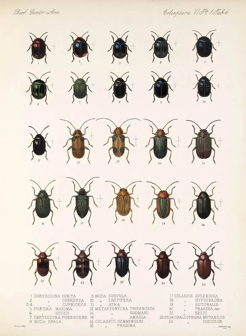 Insecta Coleoptera Pl 238 Wall Art by Frederick DuCane Godman - High-Resolution Digital Print