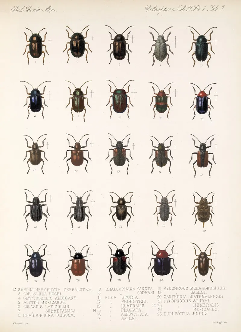 Insecta Coleoptera Pl 239 Wall Art by Frederick DuCane Godman - High-Resolution Digital Print