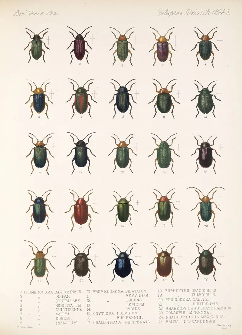 Insecta Coleoptera Pl 240 Wall Art by Frederick DuCane Godman - High-Resolution Digital Print