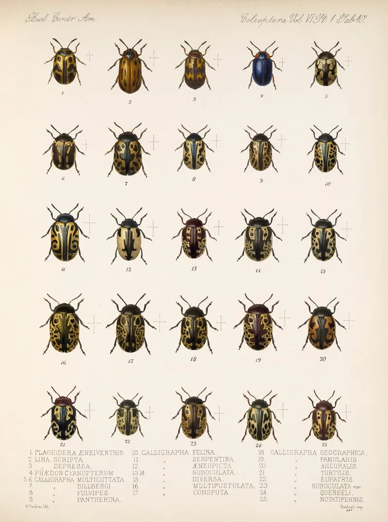 Insecta Coleoptera Pl 242 Wall Art by Frederick DuCane Godman - High-Resolution Digital Print