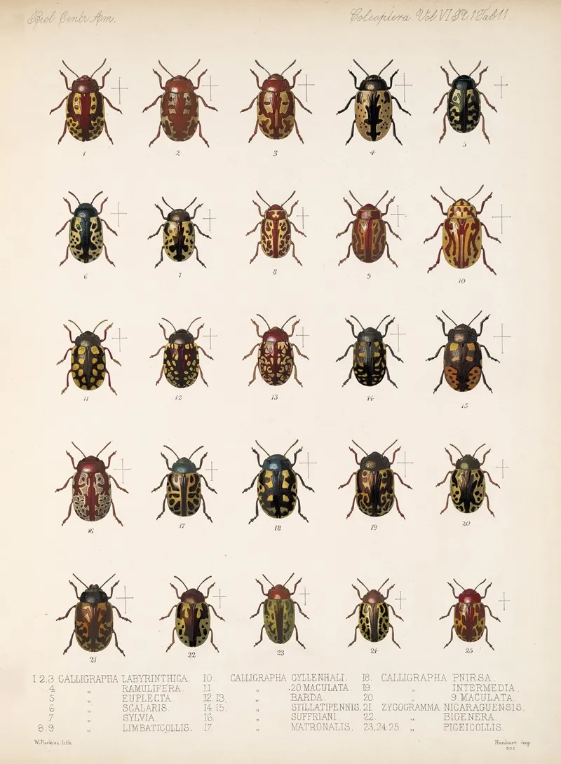 Insecta Coleoptera Pl 243 Wall Art by Frederick DuCane Godman - High-Resolution Digital Print