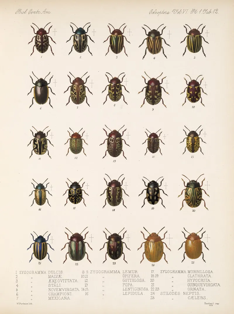 Insecta Coleoptera Pl 244 Wall Art by Frederick DuCane Godman - High-Resolution Digital Print