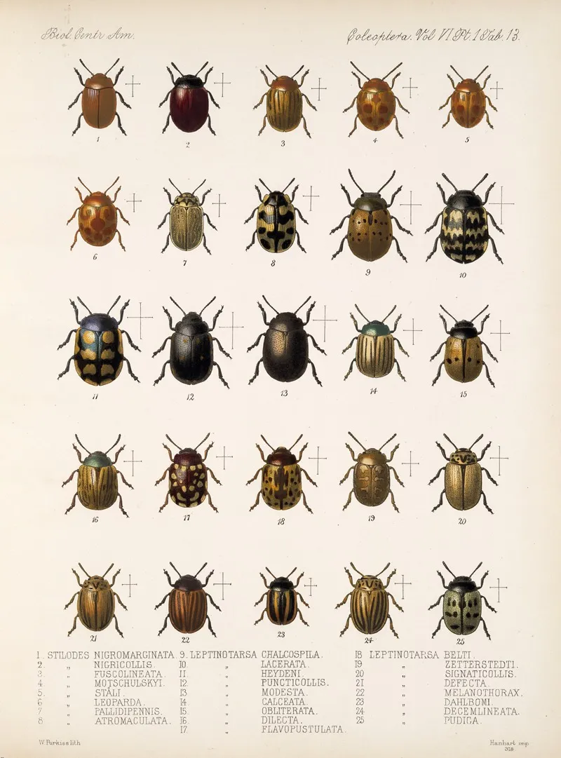 Insecta Coleoptera Pl 245 Wall Art by Frederick DuCane Godman - High-Resolution Digital Print